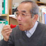 地中熱利用促成栽培のイチゴ２