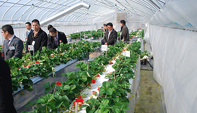 地中熱導入イチゴハウス