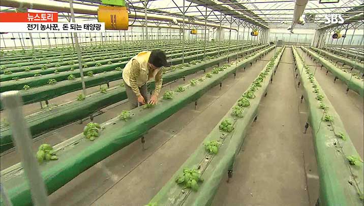 地中熱利用バジル農場（韓国）