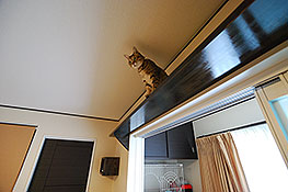 キャットウォーク