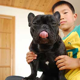 フレンチブルドッグの太郎君